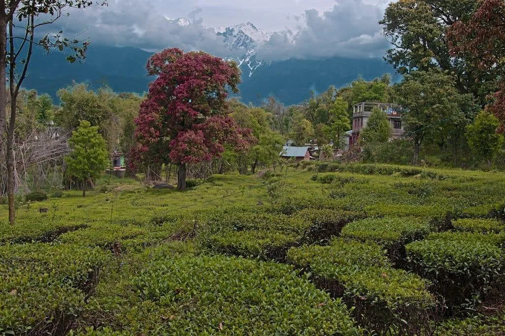 Templo de Baijnath