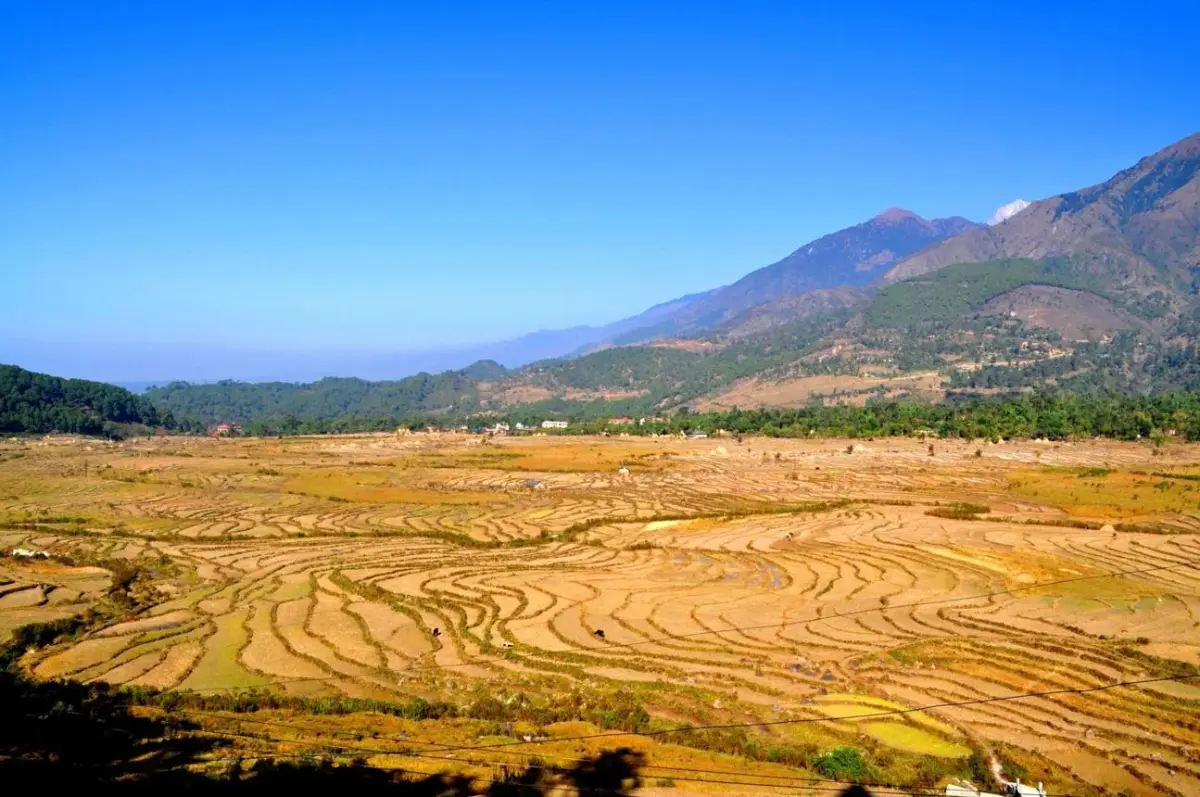 Terrazas cultivadas en Kangra