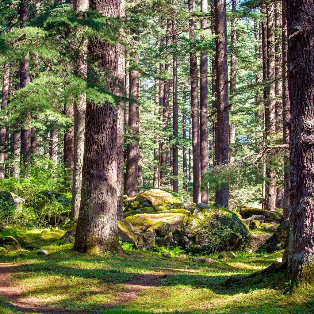 Bosques de cedros en Manali