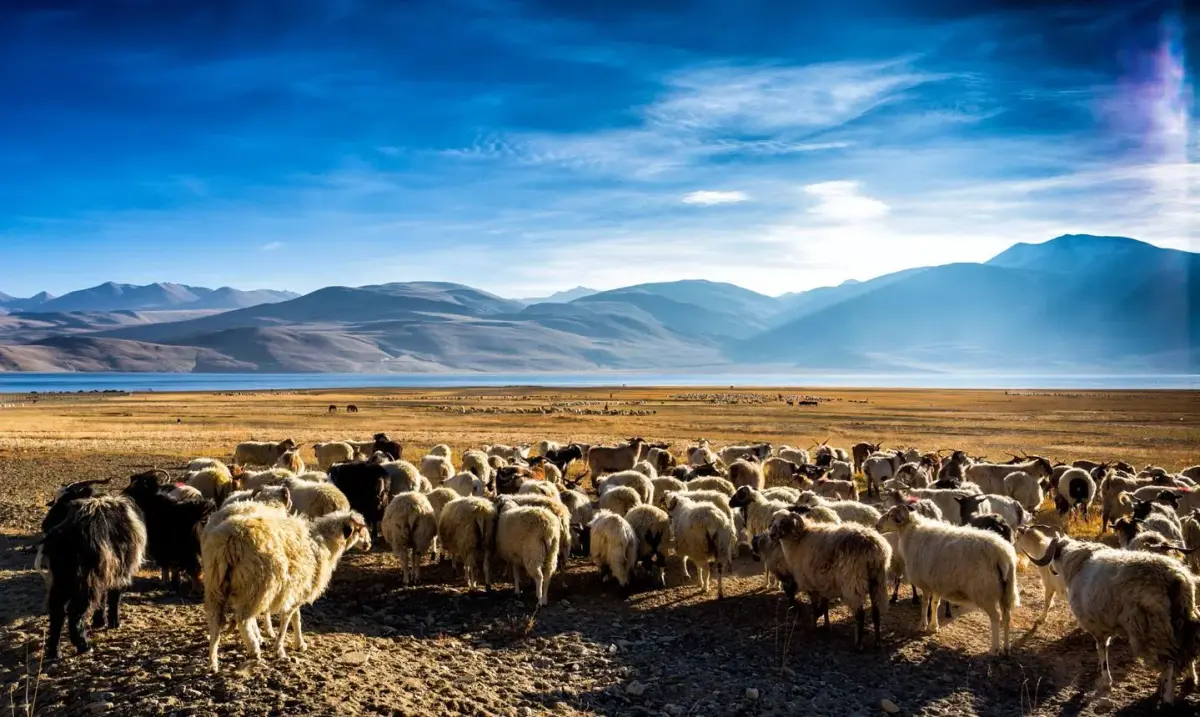 El altiplano de Changthang