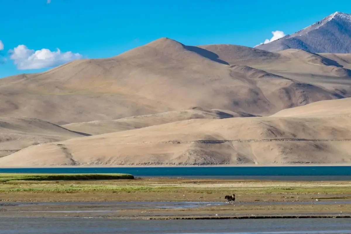 Camino en Changthang