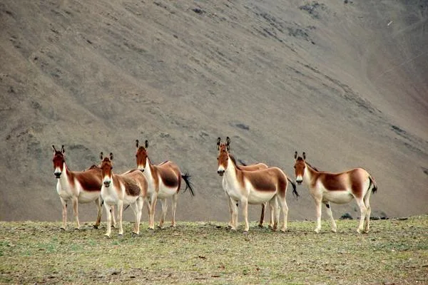 Kiangs (asnos salvajes) en Changthang